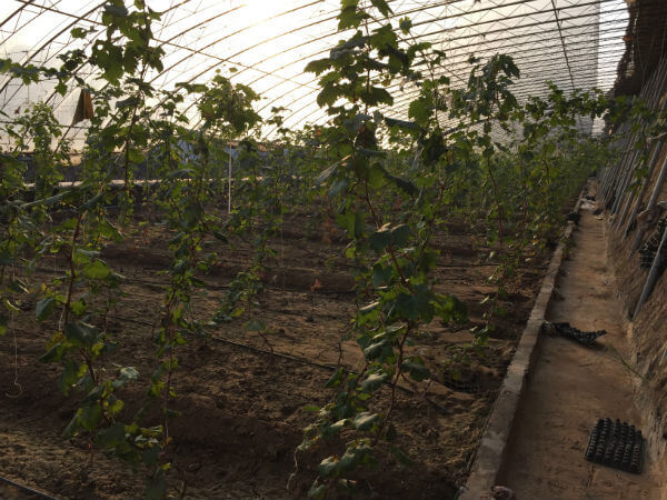 農業(yè)園區(qū)內部環(huán)境