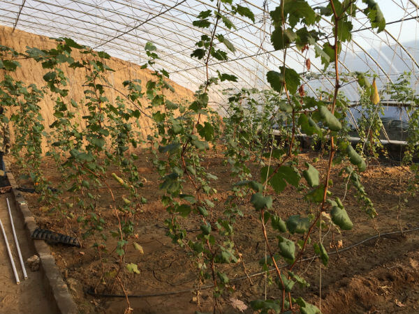 農業(yè)園區(qū)環(huán)境